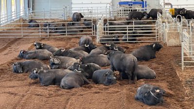 HF-6-2≈22-Wasserbueffel fuer Milchproduktion-IMG_5893