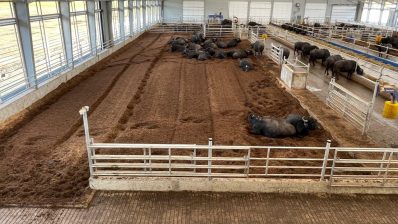 HF-6-2≈24-Wasserbueffel fuer Milchproduktion-IMG_5894