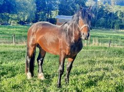 1-Hengst Ramzes-Wernberger