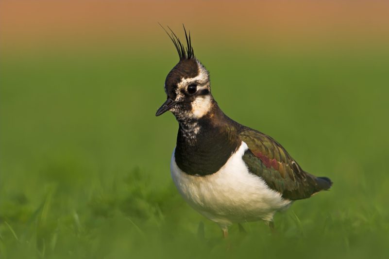 11Kiebitz M-Schaef_2