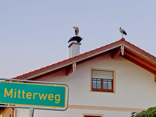 1Storche Mitterweg