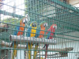 6_Führung_Papageien