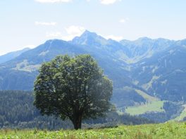 auf der Salzburger Sonnenterrasse