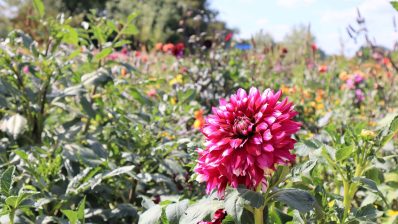 Dahlie im Dahlienparadies