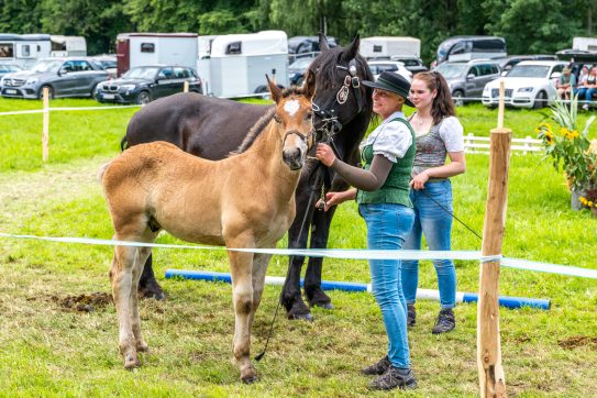 Fohlenschau-1120734