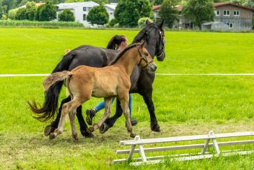 Fohlenschau-1120747