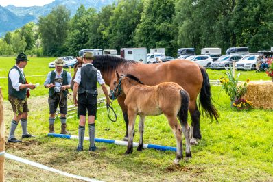 Fohlenschau-1120798