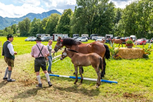 Fohlenschau-1120819
