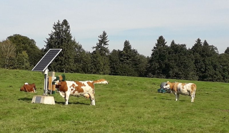 Genetischer Fingerabdruck für gesundes und robustes Fleckvieh