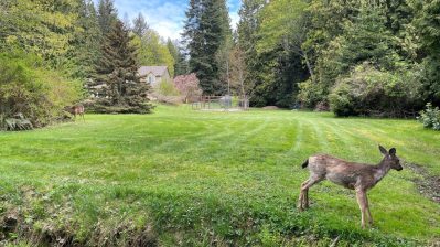 HF-7-1≈72-Die Hirsche im Garten-IMG_6428