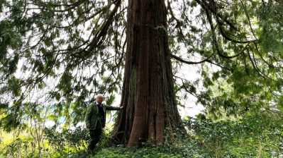 HF-7-2≈04-im Regenwald-SunshineCoast+Vancouver-IMG_6021