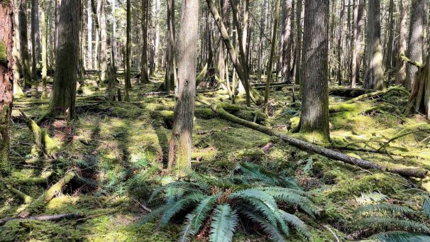 HF-7-2≈08-im Regenwald-SunshineCoast+Vancouver-IMG_6105