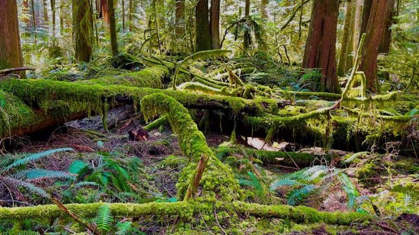 HF-7-2≈14-im Regenwald-SunshineCoast+Vancouver-IMG_6139