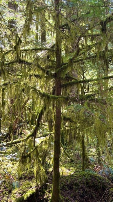 HF-7-2≈16-im Regenwald-SunshineCoast+Vancouver-IMG_6147