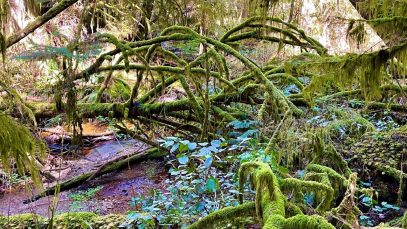 HF-7-2≈20-im Regenwald-SunshineCoast+Vancouver-IMG_6170