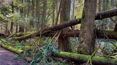 HF-7-2≈22-im Regenwald-SunshineCoast+Vancouver-IMG_6177