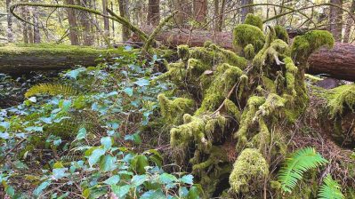 HF-7-2≈24-im Regenwald-SunshineCoast+Vancouver-IMG_6184