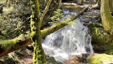 HF-7-2≈26-im Regenwald-SunshineCoast+Vancouver-IMG_6190