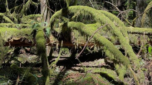 HF-7-2≈28-im Regenwald-SunshineCoast+Vancouver-IMG_6202