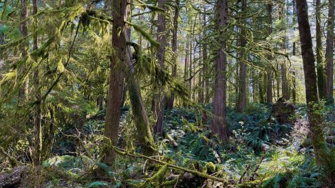 HF-7-2≈30-im Regenwald-SunshineCoast+Vancouver-IMG_6206