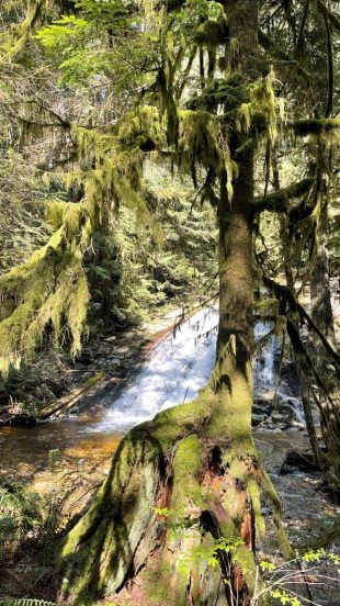 HF-7-2≈32-im Regenwald-SunshineCoast+Vancouver-IMG_6210