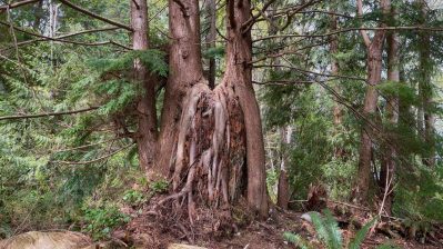 HF-7-2≈34-im Regenwald-SunshineCoast+Vancouver-IMG_6474