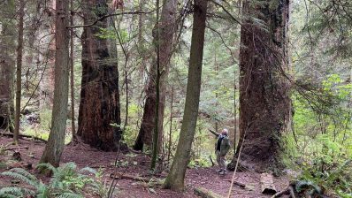 HF-7-2≈40-im Regenwald-SunshineCoast+Vancouver-IMG_6568