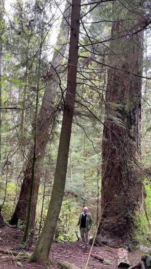 HF-7-2≈42-im Regenwald-SunshineCoast+Vancouver-IMG_6569