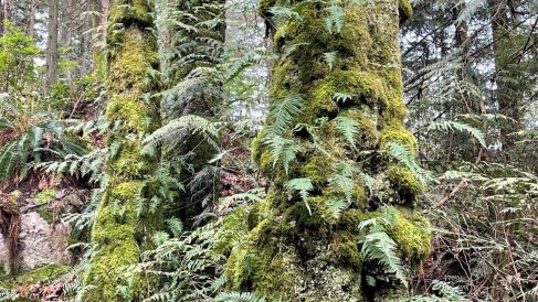 HF-7-2≈46-im Regenwald-SunshineCoast+Vancouver-IMG_6577