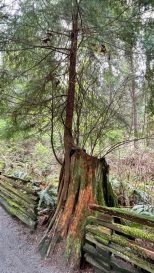 HF-7-2≈48-im Regenwald-SunshineCoast+Vancouver-IMG_6580