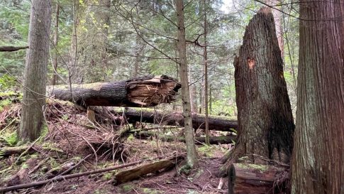 HF-7-2≈50-im Regenwald-SunshineCoast+Vancouver-IMG_6581