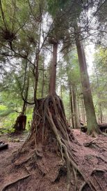 HF-7-2≈52-im Regenwald-SunshineCoast+Vancouver-IMG_6585