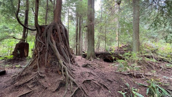 HF-7-2≈54-im Regenwald-SunshineCoast+Vancouver-IMG_6586