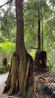 HF-7-2≈56-im Regenwald-SunshineCoast+Vancouver-IMG_6588