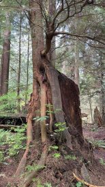 HF-7-2≈58-im Regenwald-SunshineCoast+Vancouver-IMG_6590