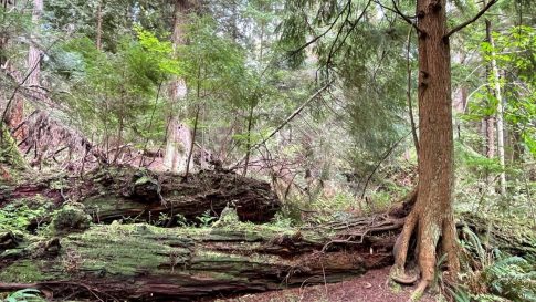 HF-7-2≈60-im Regenwald-SunshineCoast+Vancouver-IMG_6593