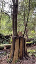 HF-7-2≈62-im Regenwald-SunshineCoast+Vancouver-IMG_6594