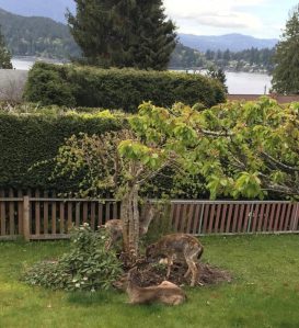 HF-7-2≈70-'Hirschgarten' am Haus meiner Schwester mitten im Ort-IMG_7345