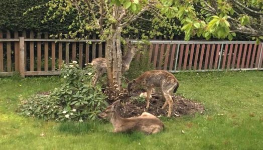 HF-7-2≈72-'Hirschgarten' am Haus meiner Schwester mitten im Ort-IMG_7346