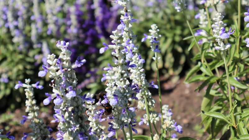 Hummel im blühenden Salbei