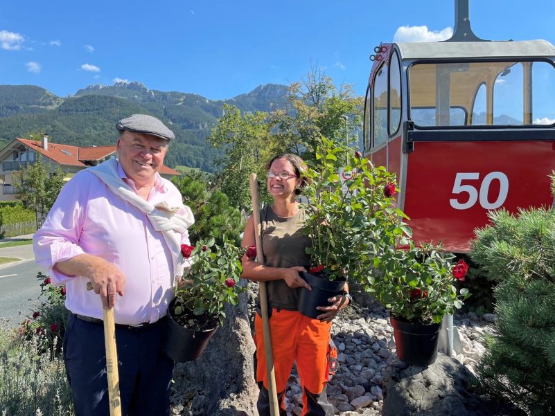 Rose mit Sternenglanz wird in Aschau gepflantz_Foto H Reiter (1)