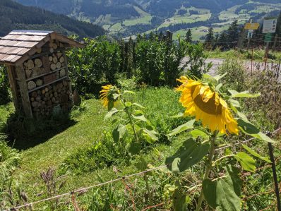 auf der Salzburger Sonnenterrasse