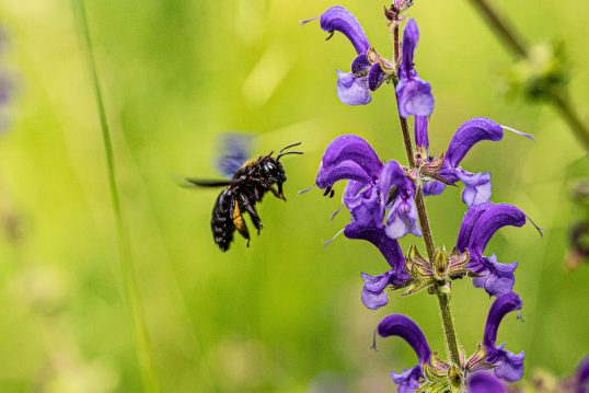 carpenter-bee-Detroitius_pb