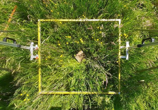 dummy_im_gras_quelle_tamara_wiesel__2_