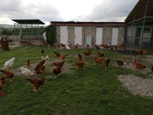 rumaenienhilfe dobreni (4)