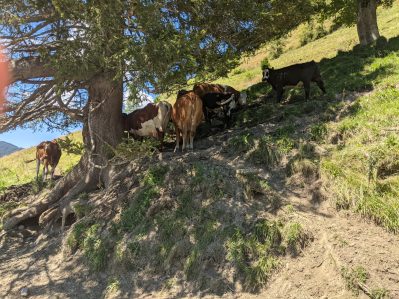 auf der Salzburger Sonnenterrasse