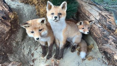 2a5a4aae-fc2b-407d-83ef-d3eba6c7b4d1