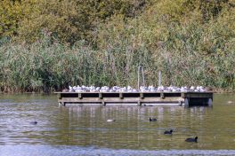 AktNatBeo-220924-ah-04-Badeplattform_Rimsting