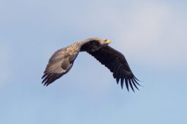 AktNatBeo-220924-ah-08-Seeadler_HB