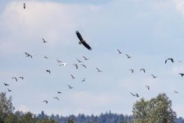 AktNatBeo-220924-ah-10-Seeadler_attackiert_Brachvogelschwarm_Achendelta_(2)